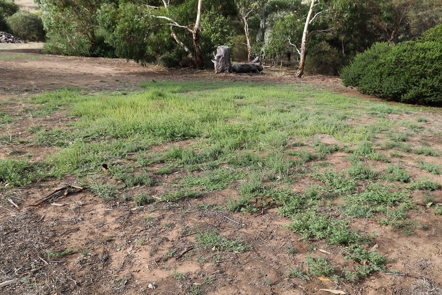 a-new-meaning-for-lawn-birds-in-backyards